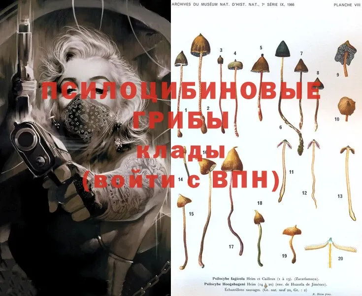 Галлюциногенные грибы Psilocybe  блэк спрут как зайти  Кировград 